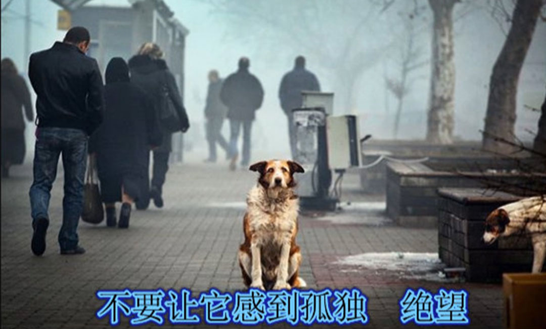 白沙爱影圈微博微信转发案例